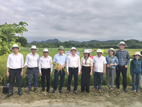 Xã Quỳ Hợp đánh giá đầu bờ giống lúa lai SYN18 đạt năng suất cao 2026