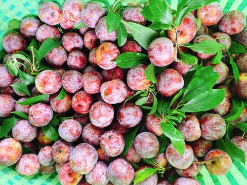 MÙA MẬN CHÍN TRÊN CAO NGUYÊN: HƯƠNG VỊ NGỌT LÀNH GIÚP NGƯỜI DÂN TĂNG THU NHẬP