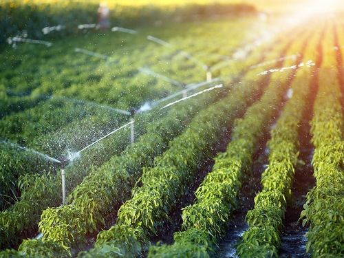 Nông nghiệp xanh: Cuộc tái sinh thầm lặng của nền nông nghiệp Việt Nam