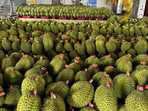 Từ IPHM đến VietGAP: Hướng đi bền vững cho sầu riêng Cần Thơ