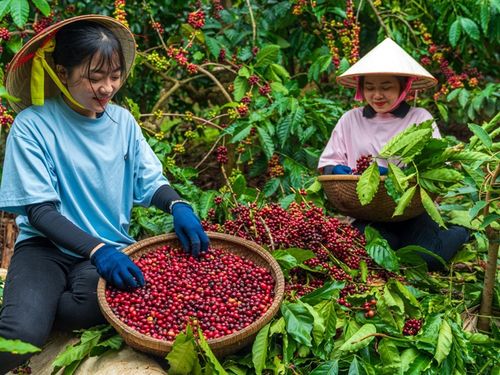 Gieo giá trị từ vùng nguyên liệu, Simexco Đắk Lắk viết tiếp câu chuyện cà phê Việt