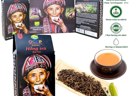 Xây dựng thương hiệu từ chè Shan tuyết cổ thụ, Hợp tác xã Chế biến chè Phìn Hồ nâng tầm đặc sản vùng cao