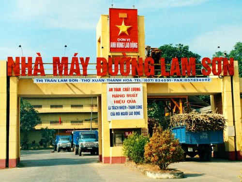 Mía đường Lam Sơn và câu chuyện phía sau những cánh đồng mía xứ Thanh
