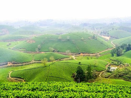 Phú Thọ mở rộng vùng chè an toàn: Xuất khẩu hơn 40 quốc gia