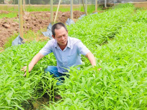 HTX Thành Tâm: Điểm sáng nông nghiệp công nghệ cao, nâng tầm nông sản Sóc Sơn