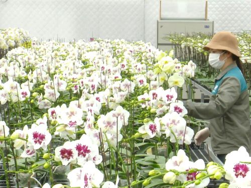 Hà Nội thí điểm nông nghiệp sinh thái, công nghệ cao: Mở lối phát triển nông nghiệp đô thị hiện đại