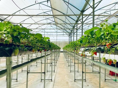 Nỗi lo của những người tiên phong làm nông nghiệp công nghệ cao ở Măng Đen, Quảng Ngãi