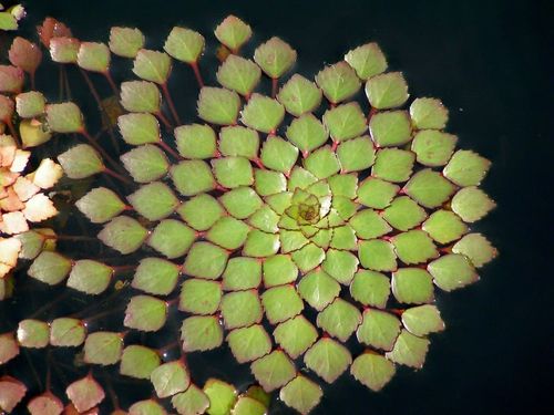 20 loài cây sở hữu hoa văn hình học kỳ ảo, hé lộ “mật mã” thú vị của vũ trụ