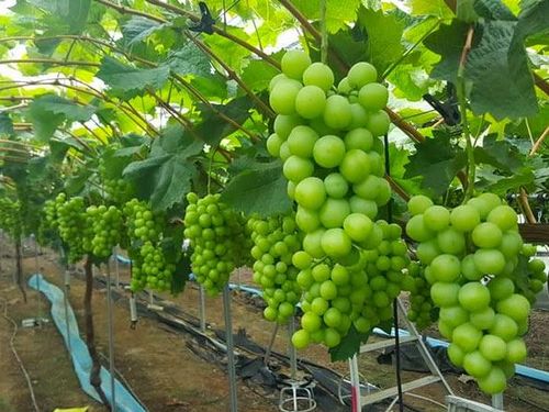 Biến ruộng màu thành vườn nho công nghệ cao, chàng trai trẻ Thuận An viết câu chuyện khởi nghiệp trên quê hương