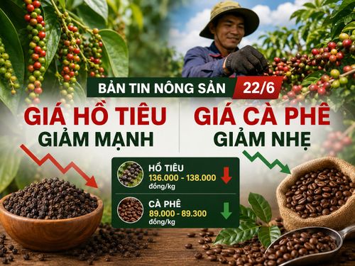 Giá nông sản ngày 22/6: Giá hồ tiêu giảm mạnh, cà phê điều chỉnh nhẹ