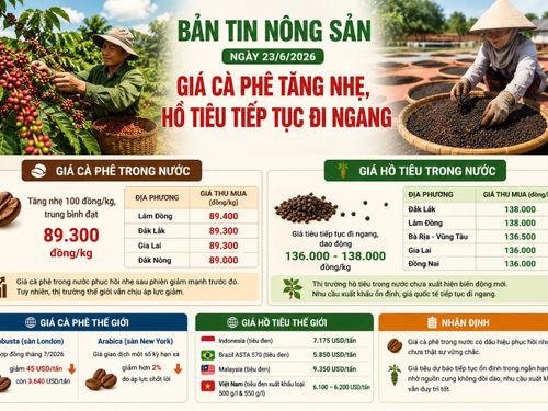 Giá nông sản ngày 23/6: Giá cà phê phục hồi nhẹ, hồ tiêu tiếp tục đi ngang