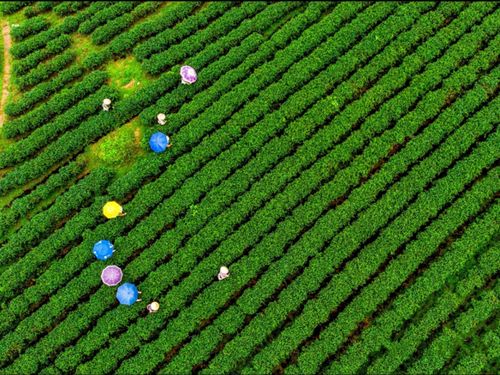 Công ty Việt Tú: Từ những đồi chè Đường Hoa đến 6 sản phẩm OCOP 5 sao quốc gia