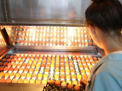 Tập đoàn Dabaco: Bên trong hệ thống sản xuất 300 triệu quả trứng mỗi năm