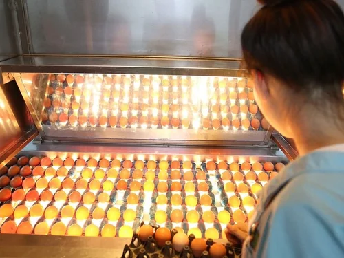 Tập đoàn Dabaco: Bên trong hệ thống sản xuất 300 triệu quả trứng mỗi năm