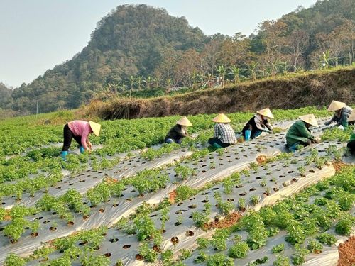 Nông nghiệp hữu cơ Việt Nam: Làn sóng tái cấu trúc nông nghiệp sinh thái và chuỗi giá trị xanh