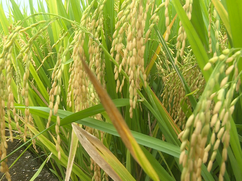 Lâm Đồng: Nông nghiệp hữu cơ giúp tăng hiệu quả kinh tế 10–20%, cây trồng nào đang dẫn đầu?