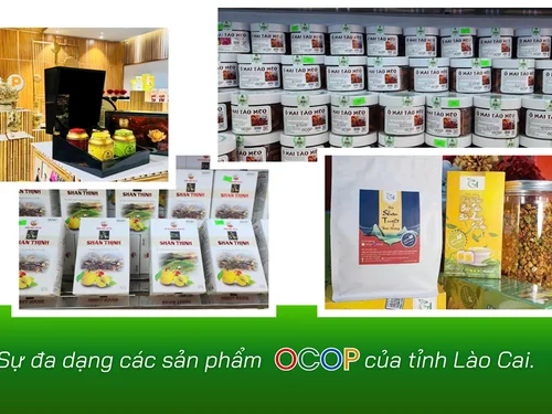 OCOP Lào Cai: Đánh thức tiềm năng đặc sản vùng cao, tạo động lực phát triển kinh tế nông thôn