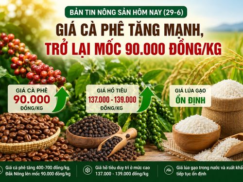 Giá nông sản hôm nay (29-6): Giá cà phê tăng mạnh, trở lại mốc 90.000 đồng/kg