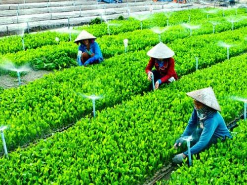 Kinh tế hợp tác xã trong chuỗi giá trị nông nghiệp: Mắt xích quan trọng để nâng tầm nông sản Việt