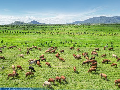 THACO AGRI: Khi nông nghiệp được vận hành bằng tư duy công nghiệp