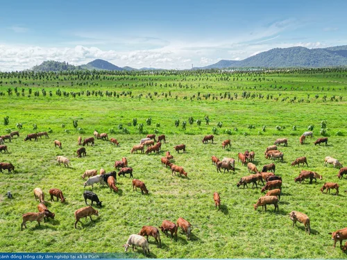 THACO AGRI: Khi nông nghiệp được vận hành bằng tư duy công nghiệp