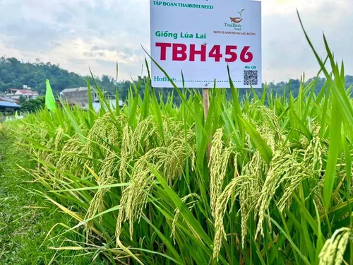 ThaiBinh Seed khẳng định vị thế với bộ đôi lúa lai TBH456 và QL301 đạt năng suất vượt trội