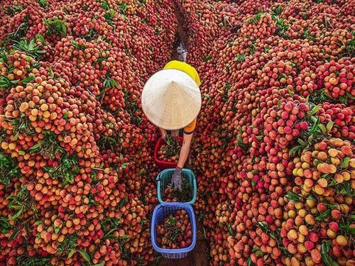 Doanh nghiệp công nghiệp nông thôn và bài toán “được mùa mất giá”