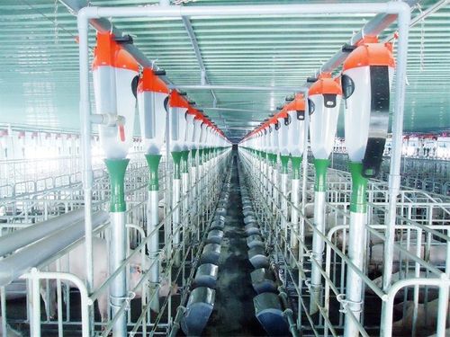 Thức ăn chăn nuôi Việt Nam: Khi chi phí đầu vào chi phối toàn bộ chuỗi giá trị nông nghiệp