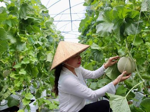 Hà Nội hoàn thiện Bộ tiêu chí nông thôn mới giai đoạn 2026-2030: Hướng tới nông thôn xanh, thông minh và phát triển bền vững