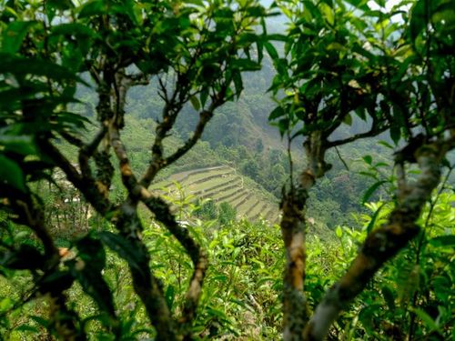 Hà Giang và dấu ấn OCOP 5 sao quốc gia: Từ những búp chè cổ thụ đến thương hiệu trà vươn tầm Việt Nam