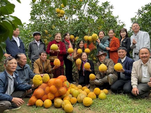 Bưởi ruột hồng Hà Long – Trái ngọt từ vùng đất cổ