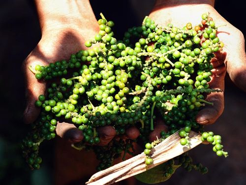 Ngành gia vị Việt Nam bứt phá từ lợi thế bản địa đến khát vọng tỷ USD