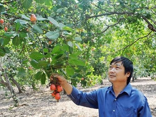 Công nghiệp chế biến điều nâng tầm giá trị nông sản Việt