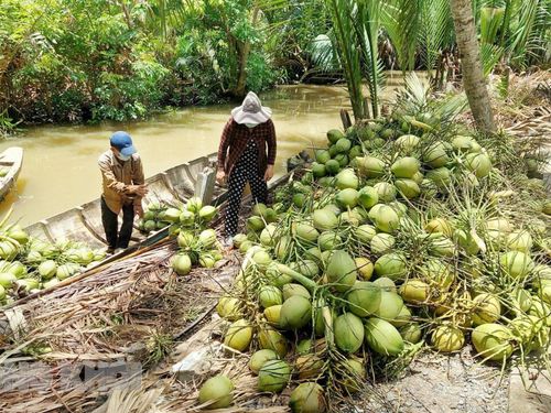 Giá trị gia tăng từ dừa mở rộng không gian phát triển cho công nghiệp nông thôn