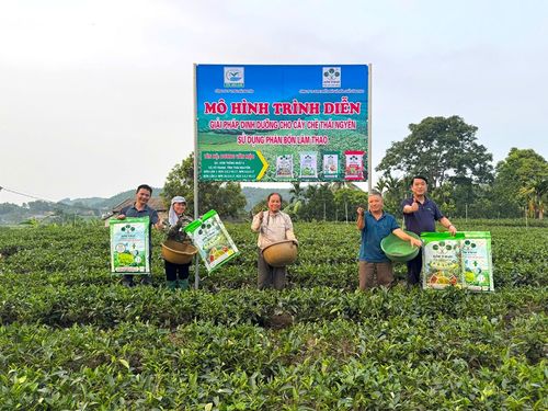 Hiệu quả bước đầu từ việc phối hợp phân bón Supe Lâm Thao trên cây chè tại Thái Nguyên