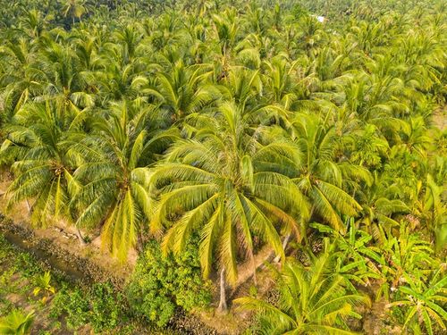 Công ty Lương Quới trong làn sóng nâng giá trị ngành dừa Việt Nam