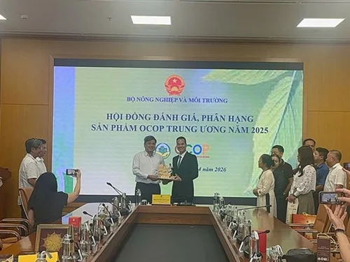 Rượu ba kích tím ngâm dưới Vịnh Hạ Long: hành trình từ đặc sản địa phương đến OCOP 5 sao quốc gia