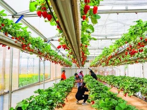 Kinh tế xanh mở hướng phát triển bền vững cho nông nghiệp Thủ đô