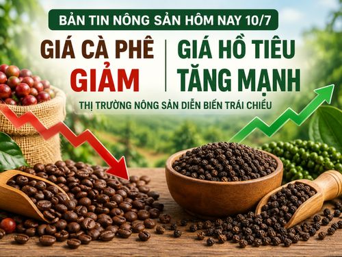 Giá nông sản hôm nay 10/7: Giá cà phê tiếp tục giảm sâu, hồ tiêu tăng tới 5.000 đồng/kg