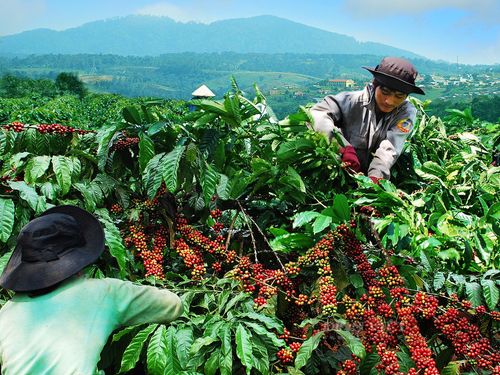 Từ thương lái đến vùng nguyên liệu: Vì sao doanh nghiệp đang thay đổi cách thu mua nông sản?
