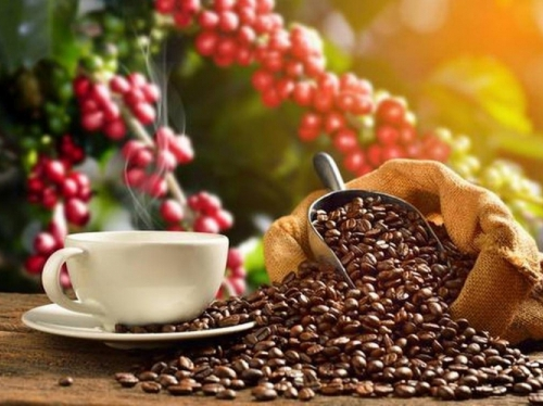 Nông nghiệp tái sinh mở lối phát triển bền vững cho cà phê Việt Nam