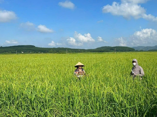 Thanh Hóa: Nông nghiệp giữ vững đà tăng trưởng, năng suất lúa vụ Xuân lập kỷ lục mới
