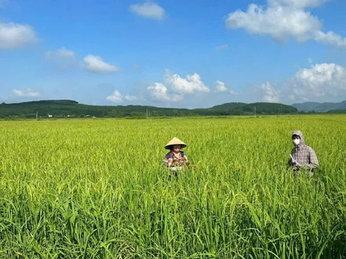 Thanh Hóa: Nông nghiệp giữ vững đà tăng trưởng, năng suất lúa vụ Xuân lập kỷ lục mới