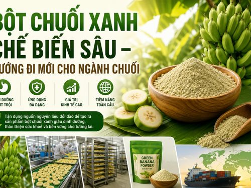 Bột chuối xanh chế biến sâu: Hướng đi mới nâng tầm giá trị ngành chuối Việt