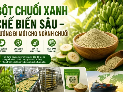 Bột chuối xanh chế biến sâu: Hướng đi mới nâng tầm giá trị ngành chuối Việt