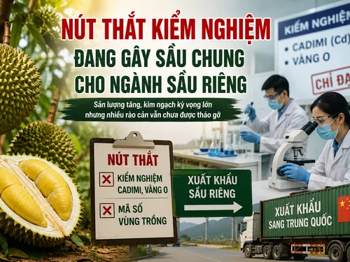 Nút thắt kiểm nghiệm và mã vùng trồng: 