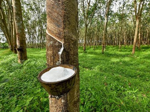 Giá cao su hôm nay 14/7: Thị trường châu Á đồng loạt khởi sắc, Nhật Bản tăng nhờ giá dầu và nhu cầu tích cực