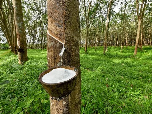 Giá cao su hôm nay 14/7: Thị trường châu Á đồng loạt khởi sắc, Nhật Bản tăng nhờ giá dầu và nhu cầu tích cực