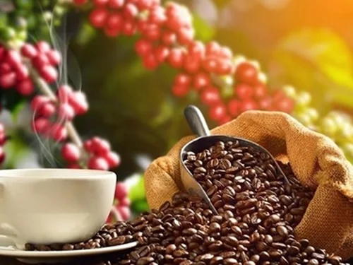 Bản tin nông sản hôm nay (16/7): Giá cà phê và hồ tiêu đồng loạt bật tăng, thị trường lúa gạo ổn định