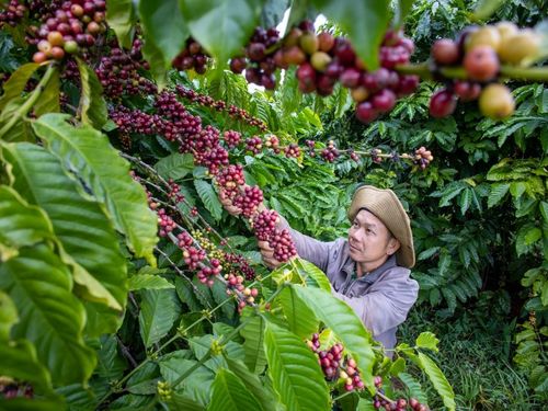 Cuộc đua mới của doanh nghiệp cà phê: Ai giữ được nhiều giá trị hơn từ mỗi hạt cà phê?